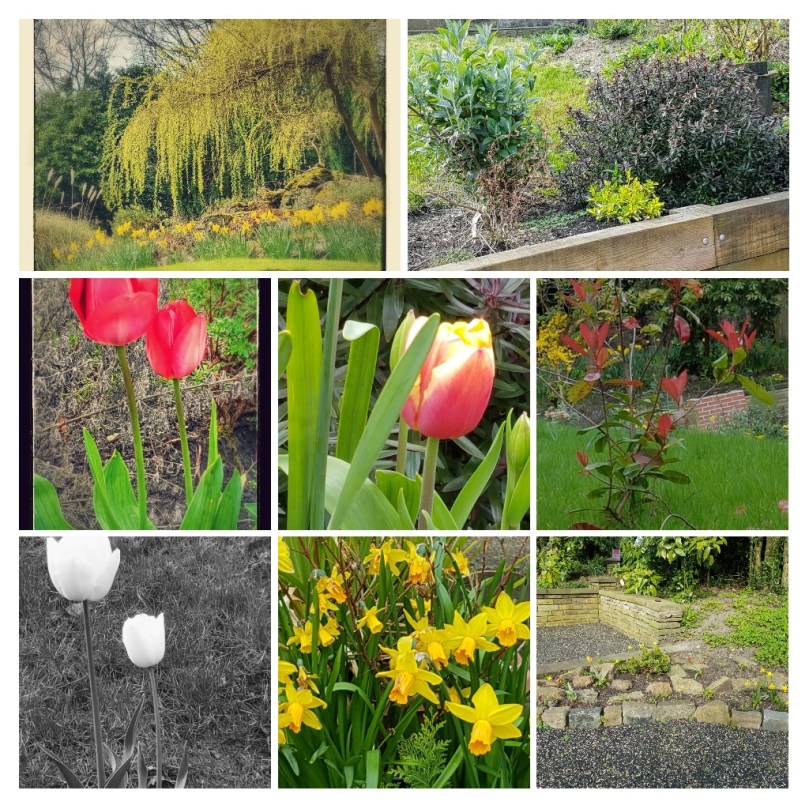 Spring Garden collage from top, left-right (1) the only photo from back garden is a weeping willow shades rows of daffodils in full bloom (2) shrubbery (3) two red-orange tulips (4) orange-red crocus with a yellow centre, (5) a red shrub whose name I've forgotten (6) B&W photo of 2 white tulips (7) daffodils in full bloom (8) one of the small rockeries.